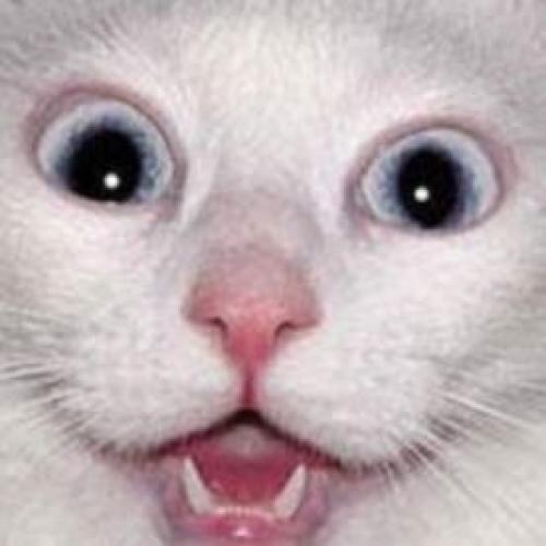 สมาชิกหมายเลข 6402052