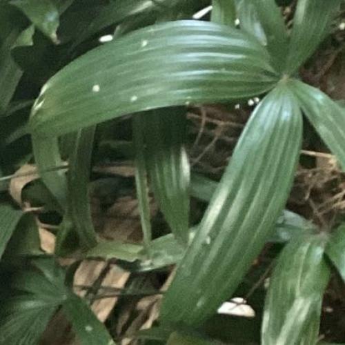 สมาชิกหมายเลข 7867448