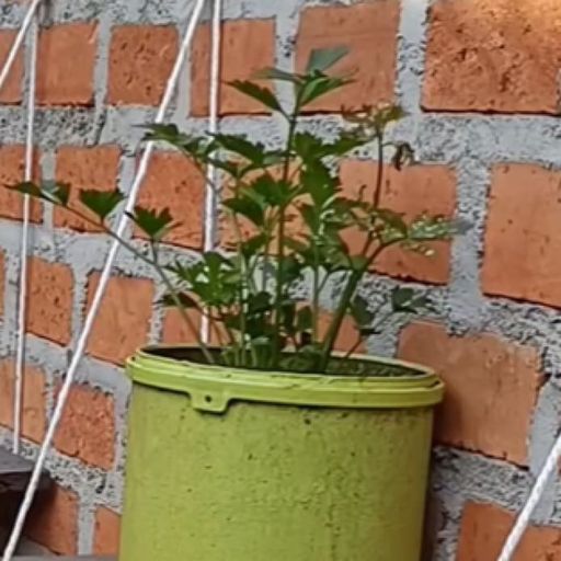 น้องแก้วใส