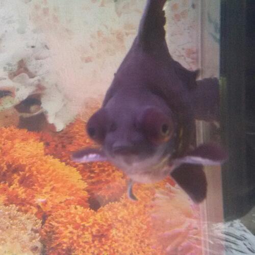 สมาชิกหมายเลข 4587069