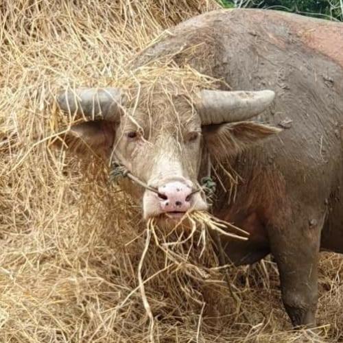 สมาชิกหมายเลข 3221727