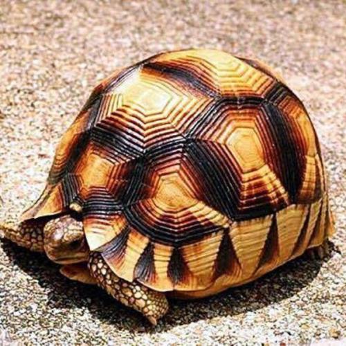 สมาชิกหมายเลข 6402313