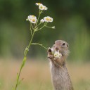 สมาชิกหมายเลข 2130540