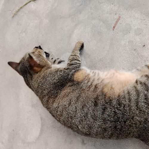 สมาชิกหมายเลข 8015720