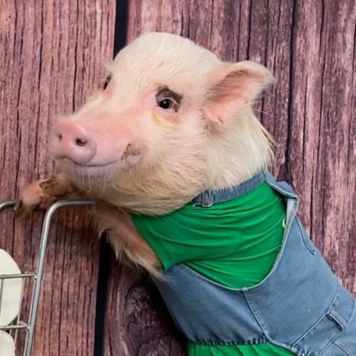 สมาชิกหมายเลข 3185440