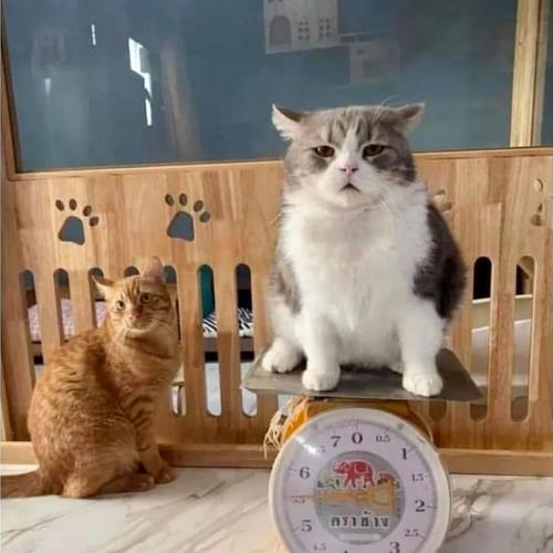 สมาชิกหมายเลข 7092715