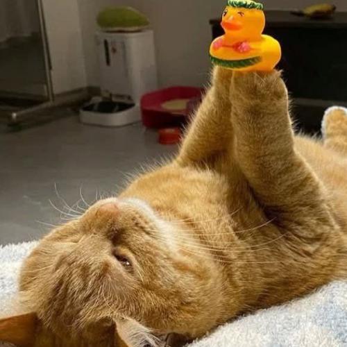 สมาชิกหมายเลข 707216