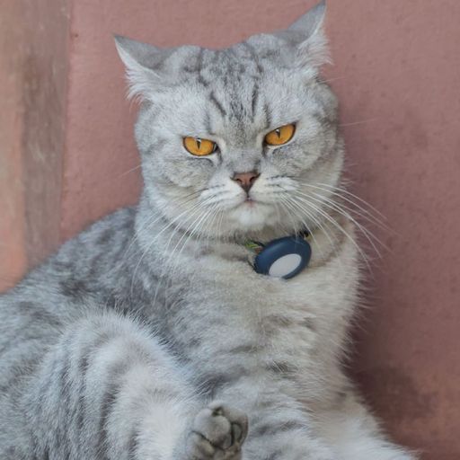 เมรีมีแมว