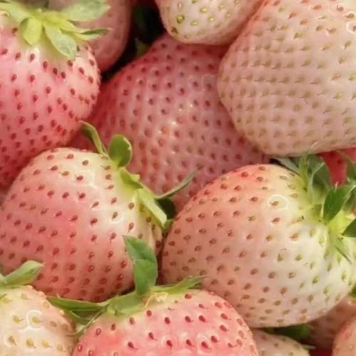 สมาชิกหมายเลข 9271523