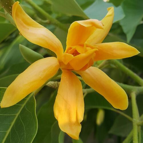 สมาชิกหมายเลข 4587031