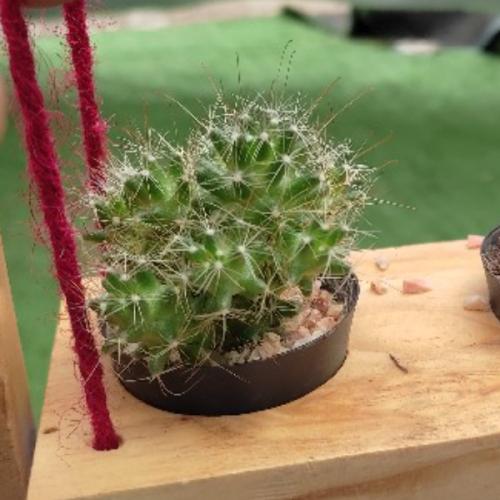 สมาชิกหมายเลข 5999185