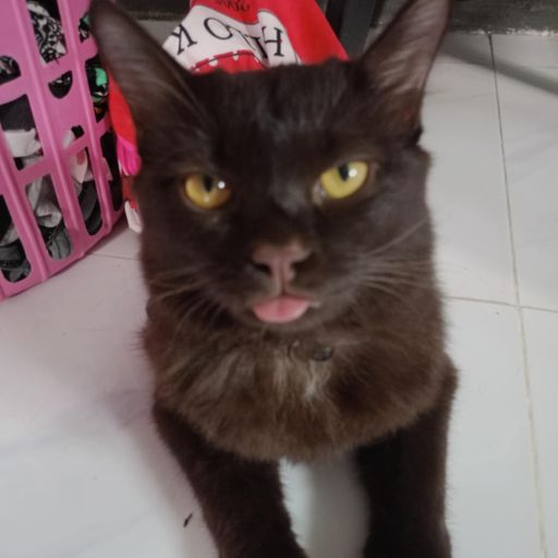 สมาชิกหมายเลข 4398107