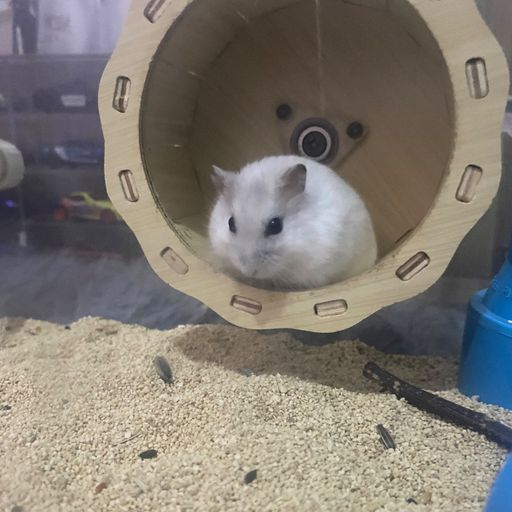 สมาชิกหมายเลข 9273721