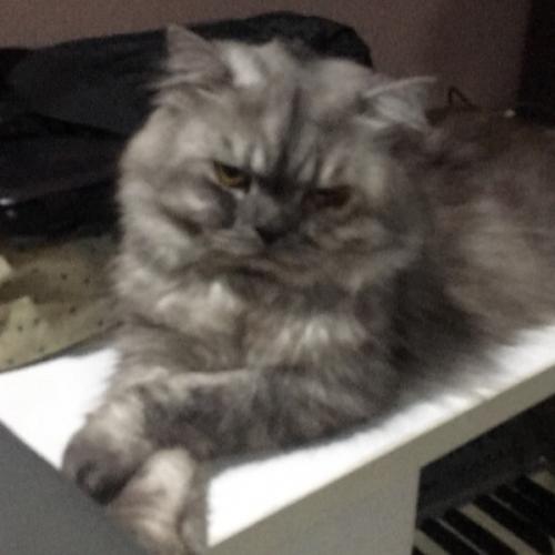 สมาชิกหมายเลข 2618387