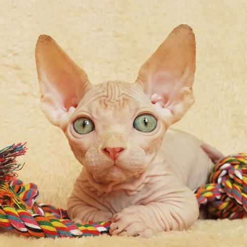 สมาชิกหมายเลข 4588156