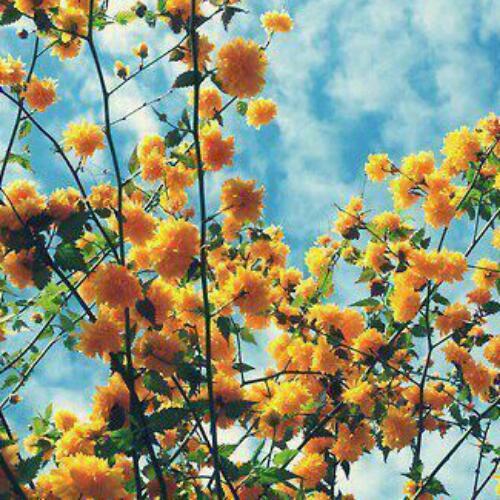 สมาชิกหมายเลข 5103017