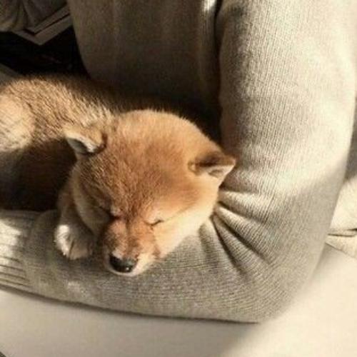 สมาชิกหมายเลข 5332257