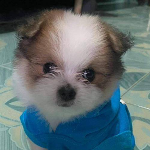 สมาชิกหมายเลข 6404513