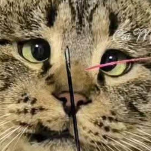 สมาชิกหมายเลข 6767476