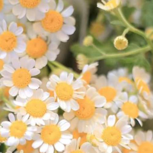 สมาชิกหมายเลข 8873342