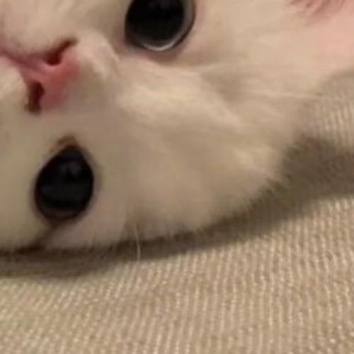 สมาชิกหมายเลข 8881840