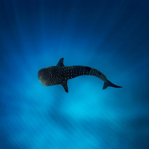 สมาชิกหมายเลข 3207861