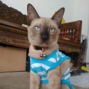 โปรดปรานแซลมอน