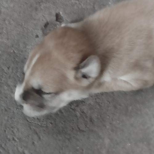 สมาชิกหมายเลข 4415586