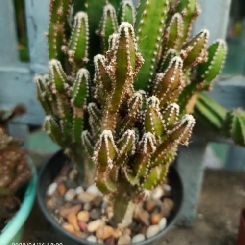 สมาชิกหมายเลข 7094922