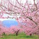 ดอกท้อบนยอดเขาเหน็บหนาว