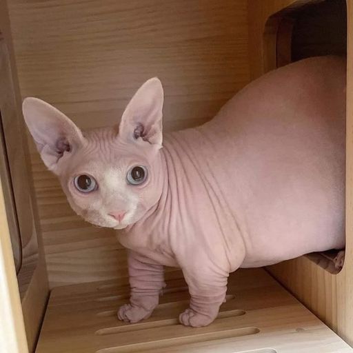 สมาชิกหมายเลข 9272152