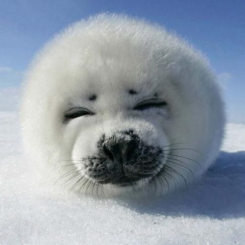 สมาชิกหมายเลข 9276140