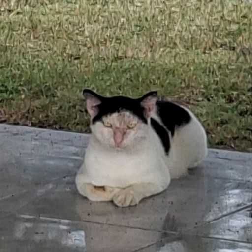 สมาชิกหมายเลข 9276332