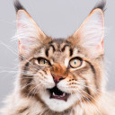 สมาชิกหมายเลข 2710617