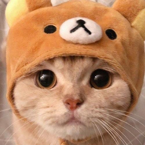 สมาชิกหมายเลข 5803591