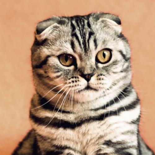 สมาชิกหมายเลข 7872585