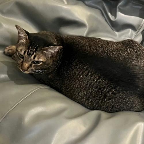 ชาบูมูน