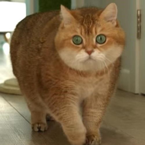 สมาชิกหมายเลข 7720522