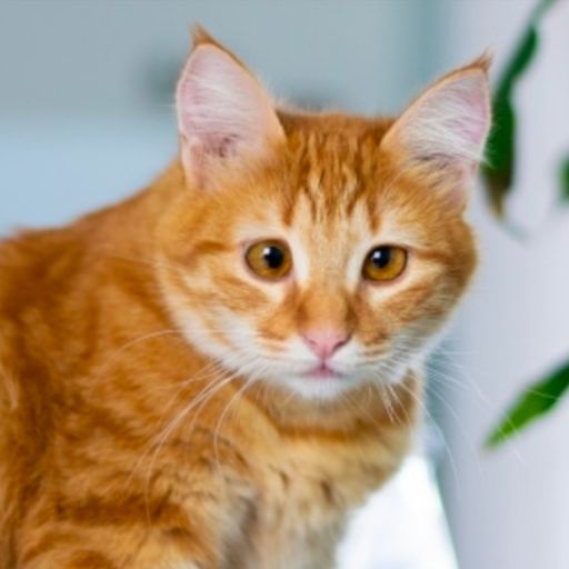 สมาชิกหมายเลข 9217658