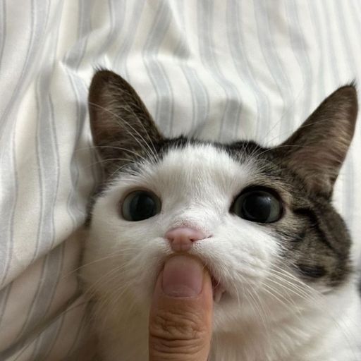 สมาชิกหมายเลข 9237516