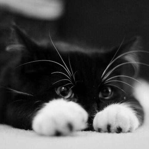 สมาชิกหมายเลข 4589163