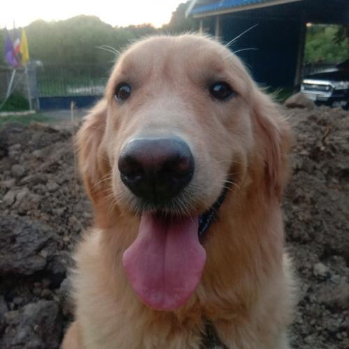 สมาชิกหมายเลข 3423385