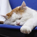 สมาชิกหมายเลข 5333704