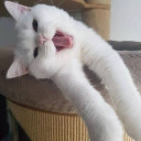 สมาชิกหมายเลข 5333744