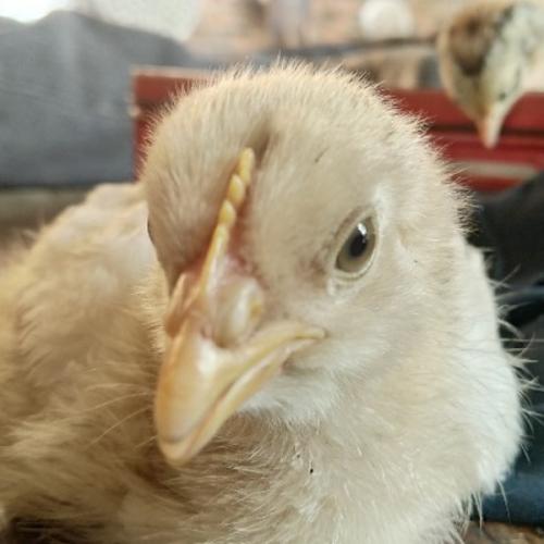 สมาชิกหมายเลข 4355698