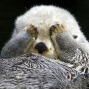 สมาชิกหมายเลข 3721554