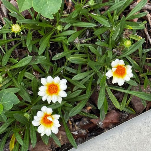 สมาชิกหมายเลข 1040155