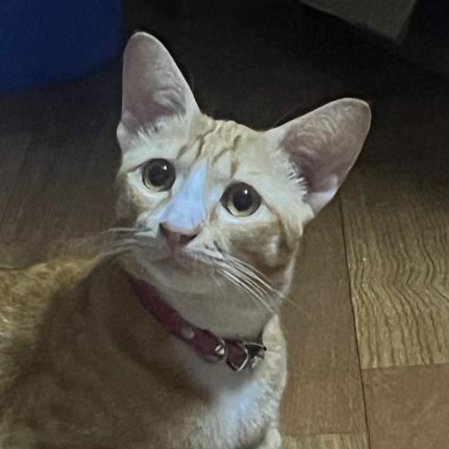 สมาชิกหมายเลข 5539352