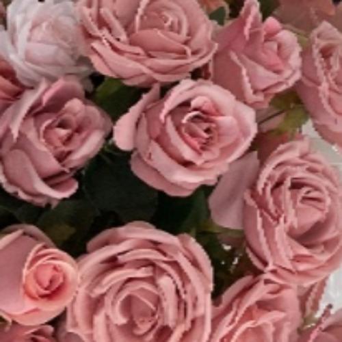 สมาชิกหมายเลข 8888287