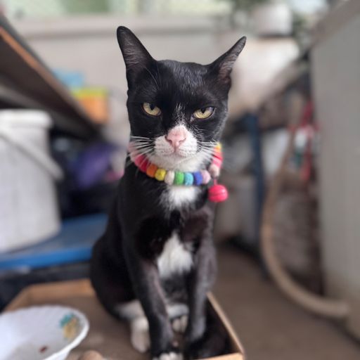 สมาชิกหมายเลข 9282332